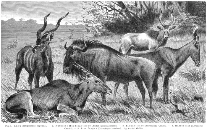 Framed Print : Antelopes engraving 1895 Framed Print : Antelopes engraving 1895
