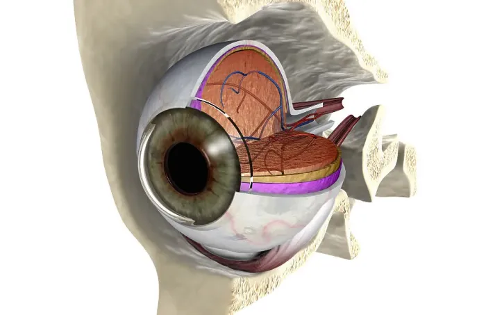 Framed Print : Anterior angled view of the right eyeball exposed in the eye socket Framed Print : Anterior angled view of the right eyeball exposed in the eye socket
