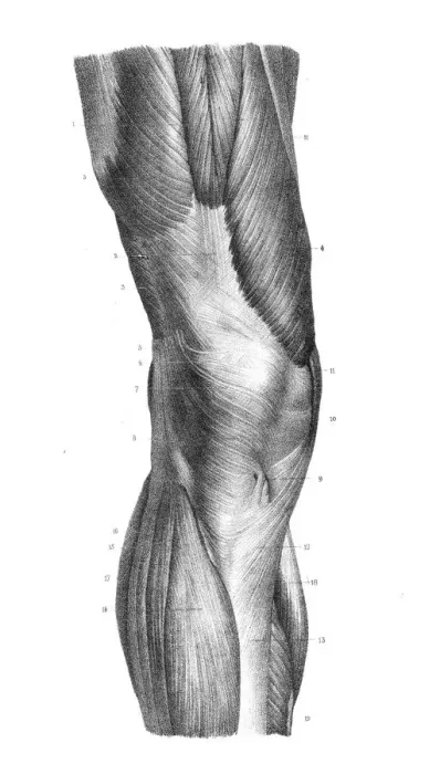 Framed Print : Anterior knee region anatomy engraving 1866 Framed Print : Anterior knee region anatomy engraving 1866