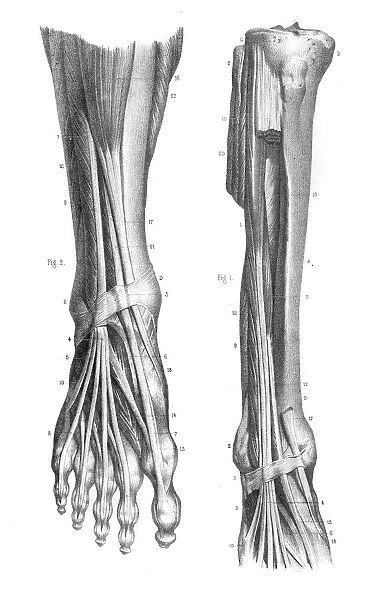 Anterior leg region anatomy engraving 1866