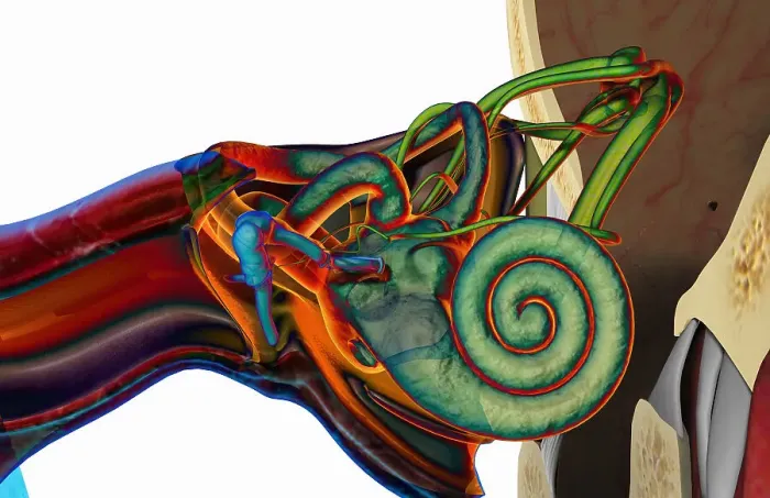 Framed Print : Anterior stylized view of a cross-section of the ear in the head Framed Print : Anterior stylized view of a cross-section of the ear in the head