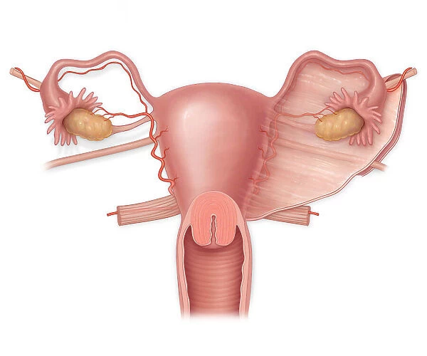 Anterior view of a normal uterus with ovaries, fallopian tubes, and broad ligament