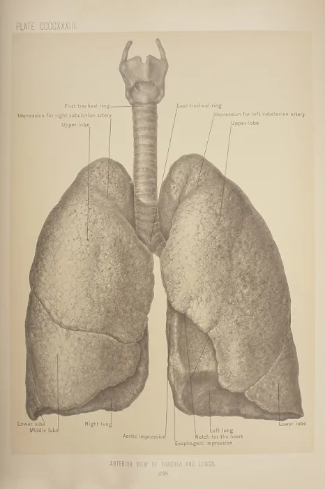 Framed Print : Anterior View Of The Trachea & Lungs Framed Print : Anterior View Of The Trachea & Lungs