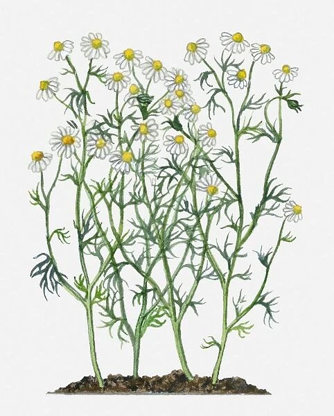 Anthemis nobilis (Roman Camomile) with white flowers, yellow at centre, and green leaves on tall stems