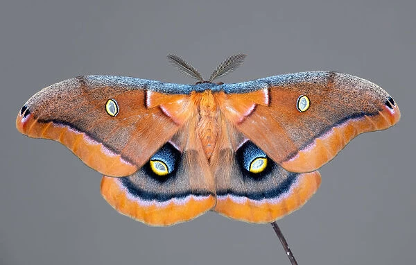 Antheraea polyphemus a Polyphemus moth