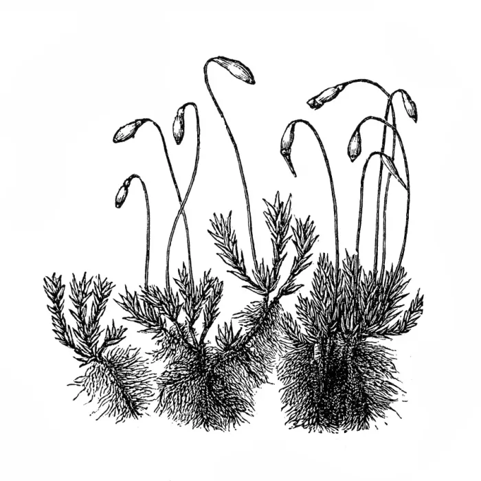 Framed Print : Anthoceros laevis Framed Print : Anthoceros laevis