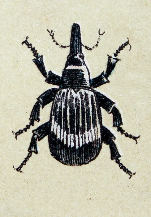 Framed Print : Anthonomus pomorum or apple blossom weevil, insect animals antique illustration Framed Print : Anthonomus pomorum or apple blossom weevil, insect animals antique illustration