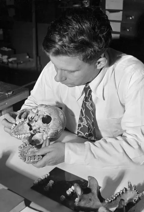 Framed Print : Anthropologist Studying Human Jaw