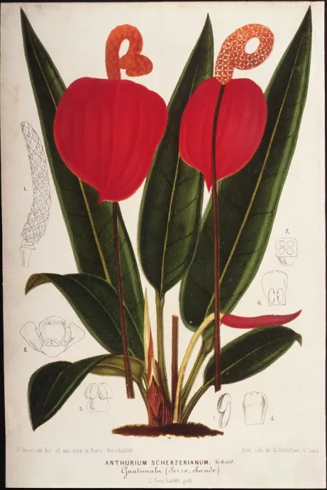 Framed Print : Anthurium. Photodisc Collection, NA003388 Framed Print : Anthurium. Photodisc Collection, NA003388