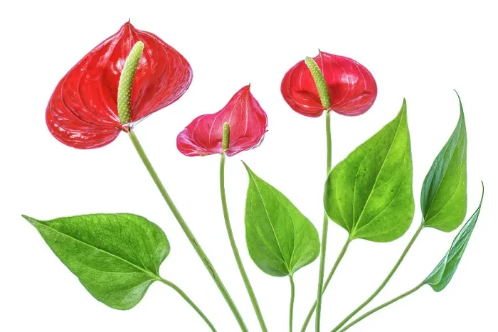 Framed Print : Anthurium. Close up of the Anthurium plant, an evergreen perennial with large lobed leaves Framed Print : Anthurium. Close up of the Anthurium plant, an evergreen perennial with large lobed leaves
