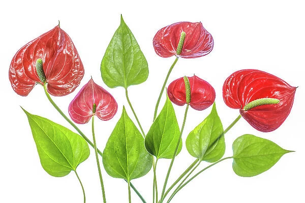 Anthurium. Close up of the Anthurium plant, an evergreen perennial with large lobed leaves