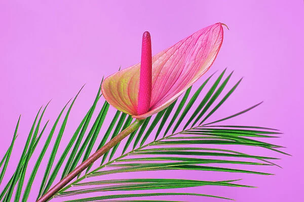 Anthurium flower with palm leaf on bright pink background. Tropical festive concept. Front view and close-up