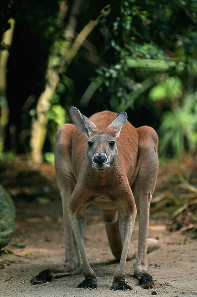 Antilopine kangaroo (Macropus antilopinus) standing, Australia