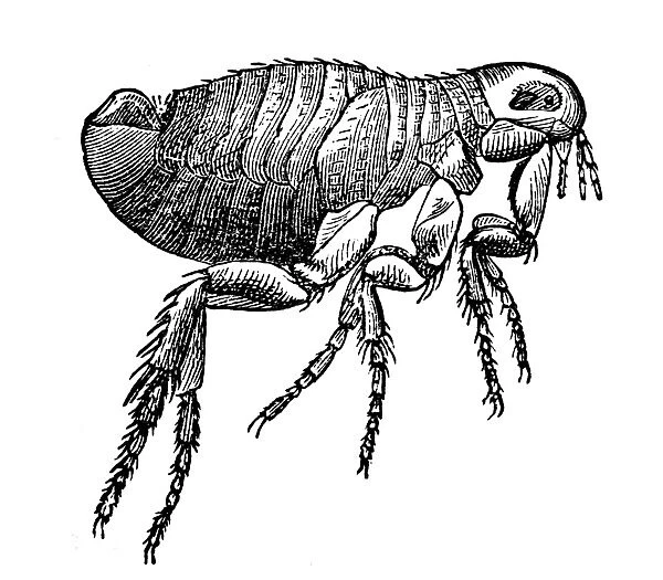 Flea. Antique 19th-century engraving of a flea (isolated on white)