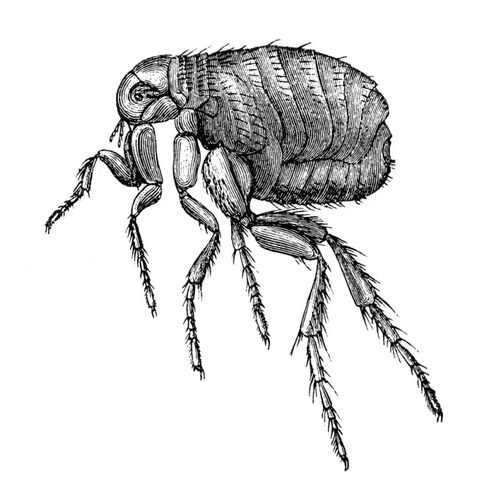 Framed Print : Flea. Antique 19th-century engraving of a flea (isolated on white) Framed Print : Flea. Antique 19th-century engraving of a flea (isolated on white)