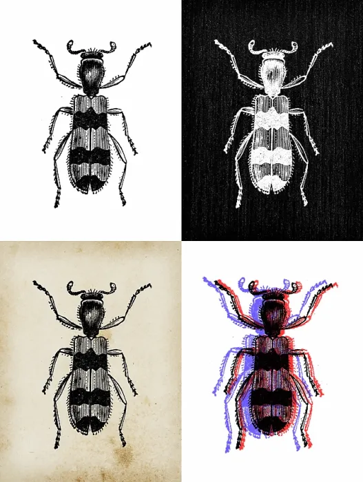 Framed Print : Antique animal illustration: Trichodes apiarius Framed Print : Antique animal illustration: Trichodes apiarius