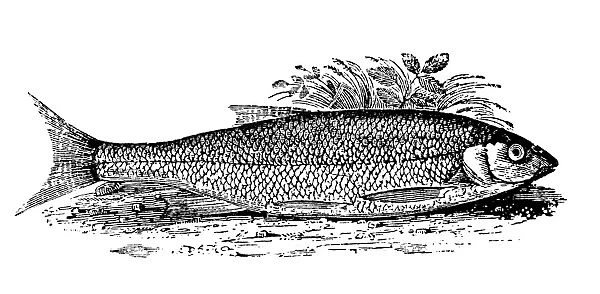 Antique animals illustration: Fish - Dace