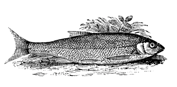 Framed Print : Antique animals illustration: Fish - Dace Framed Print : Antique animals illustration: Fish - Dace