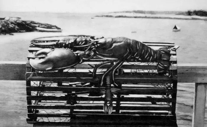 Framed Print : antique, archival, coast, delicacy, food, fresh, freshness, live, lobster, maine lobster Framed Print : antique, archival, coast, delicacy, food, fresh, freshness, live, lobster, maine lobster