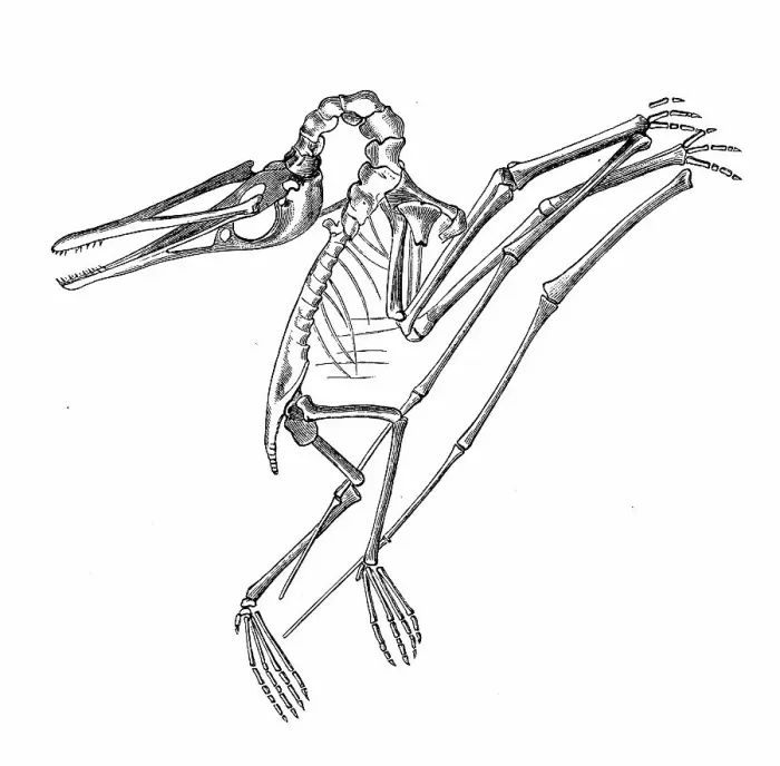 Framed Print : Antique biology zoology image: Pterodactylus elegans Framed Print : Antique biology zoology image: Pterodactylus elegans