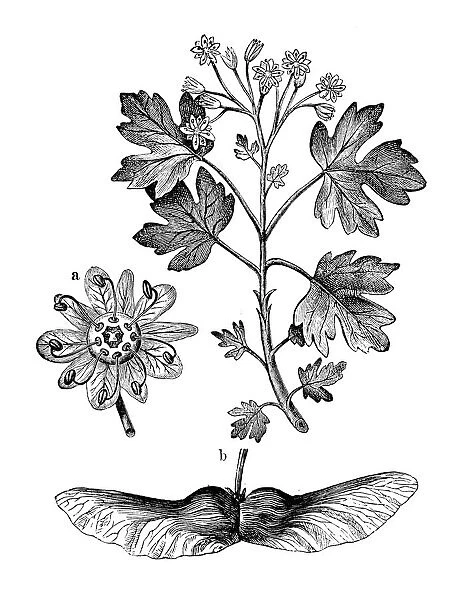 Antique botany illustration: Acer campestre, field maple