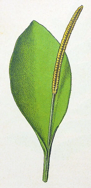 Antique botany illustration: Adder's tongue fern, Ophioglossum vulgatum