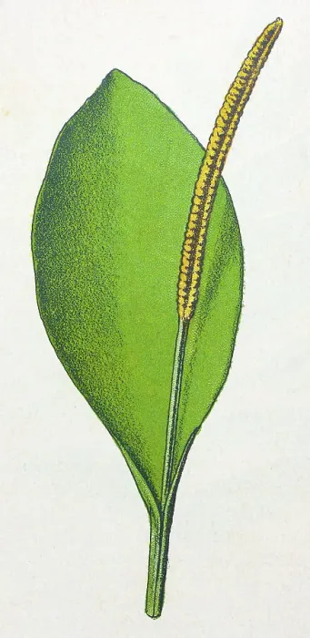 Framed Print : Antique botany illustration: Adder's tongue fern, Ophioglossum vulgatum