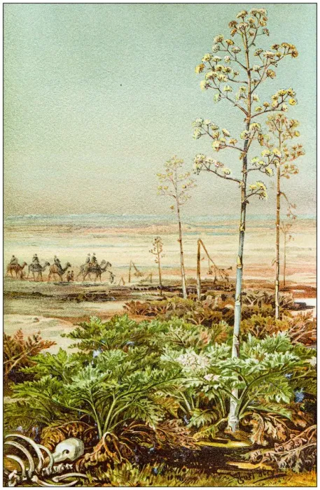 Framed Print : Antique botany illustration: Apiaceae or Umbelliferae Framed Print : Antique botany illustration: Apiaceae or Umbelliferae