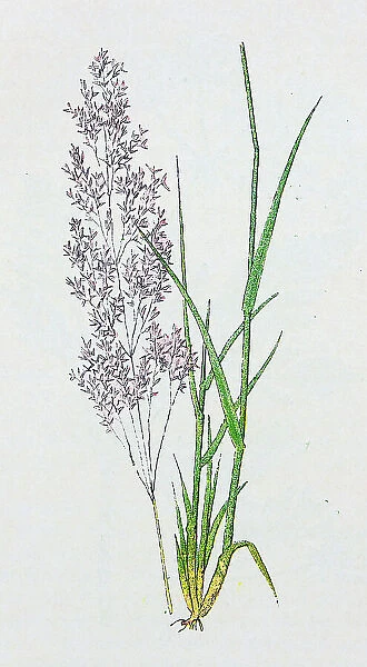 Antique botany illustration: Bent Grass, Agrostis vulgaris