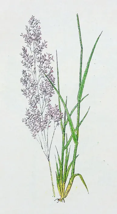 Framed Print : Antique botany illustration: Bent Grass, Agrostis vulgaris Framed Print : Antique botany illustration: Bent Grass, Agrostis vulgaris
