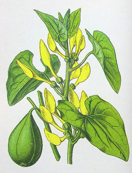Antique botany illustration: Birthwort, Aristolochia clematitis