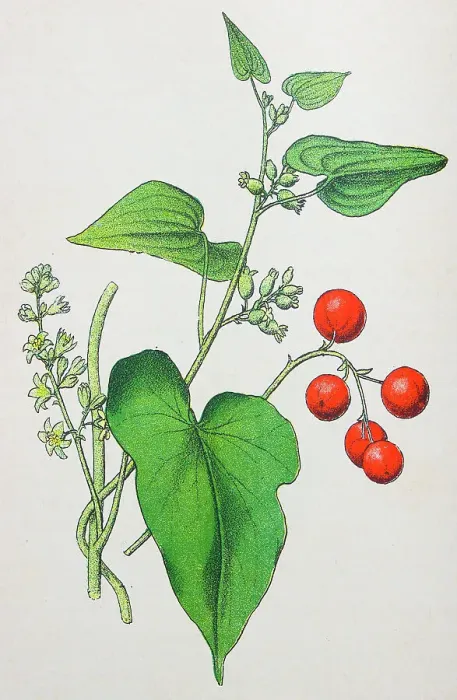 Framed Print : Antique botany illustration: Black Bryony, Tamus communis Framed Print : Antique botany illustration: Black Bryony, Tamus communis