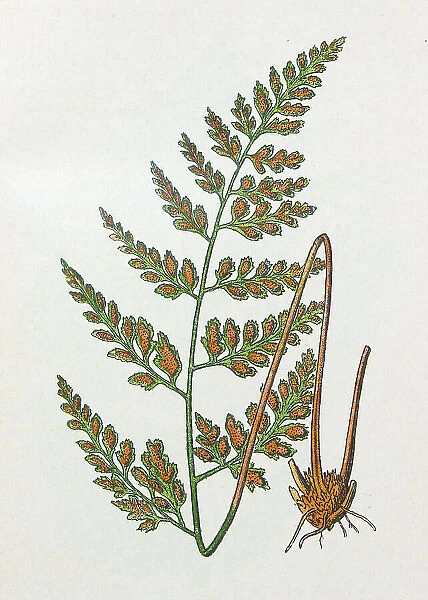 Antique botany illustration: Black Spleenwort, Asplenium adiantum nigrum