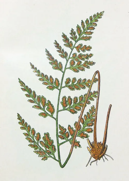 Framed Print : Antique botany illustration: Black Spleenwort, Asplenium adiantum nigrum Framed Print : Antique botany illustration: Black Spleenwort, Asplenium adiantum nigrum