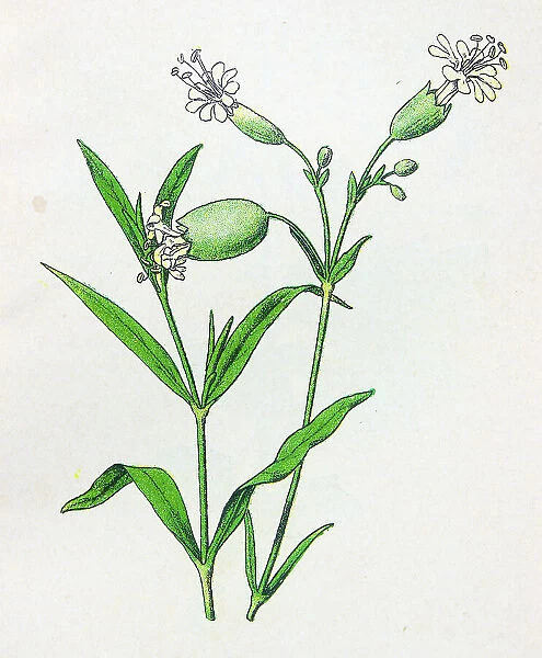 Antique botany illustration: Bladder Campion, Silene cucubalus