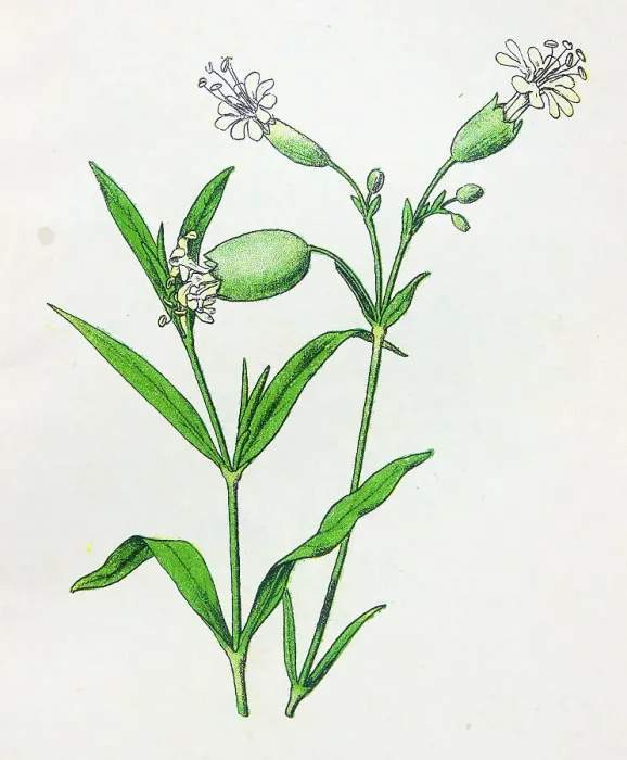 Framed Print : Antique botany illustration: Bladder Campion, Silene cucubalus Framed Print : Antique botany illustration: Bladder Campion, Silene cucubalus