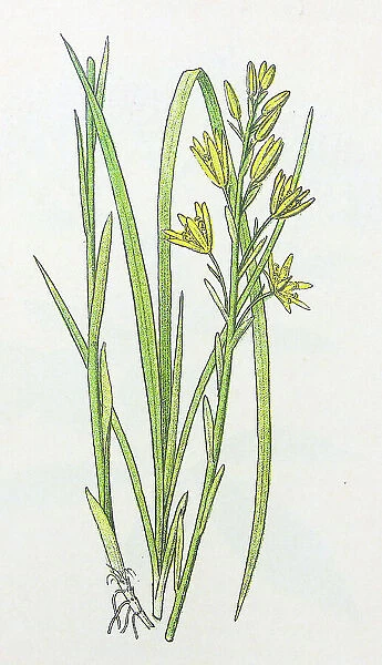 Antique botany illustration: Bog Asphodel, Narthecium ossifragum