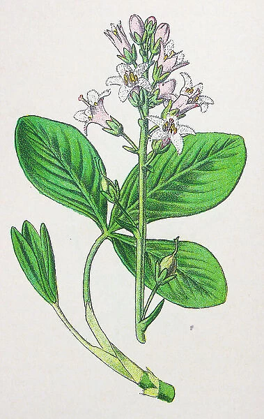 Antique botany illustration: Bog bean, Buck bean, Menyanthes trifoliata