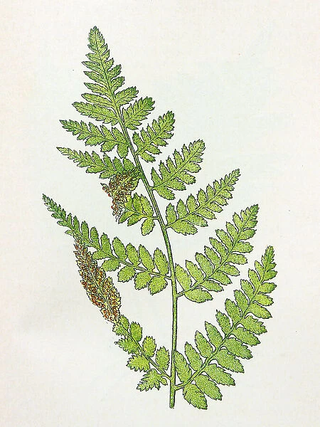 Antique botany illustration: Broad Buckler Fern, Nephrodium spinulosum