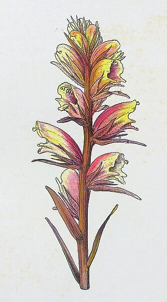 Antique botany illustration: Broom Rape, Orobanche major
