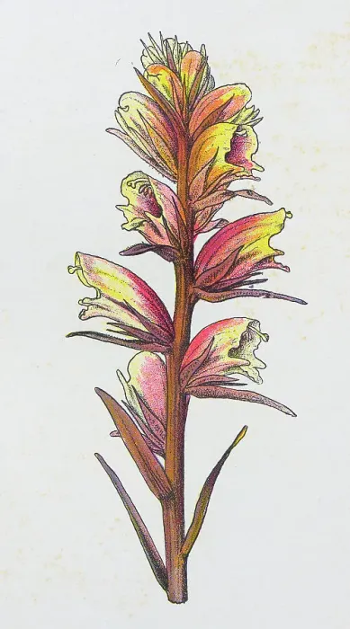 Framed Print : Antique botany illustration: Broom Rape, Orobanche major Framed Print : Antique botany illustration: Broom Rape, Orobanche major