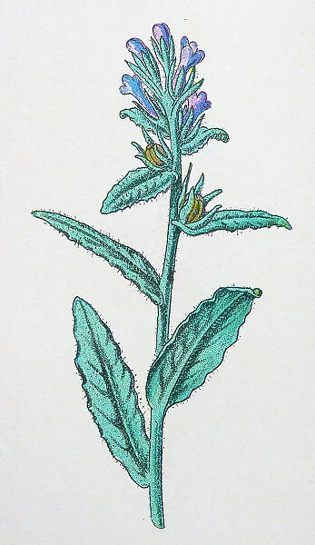 Antique botany illustration: Bugloss, Anchusa arvensis