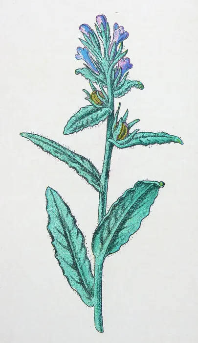 Framed Print : Antique botany illustration: Bugloss, Anchusa arvensis Framed Print : Antique botany illustration: Bugloss, Anchusa arvensis