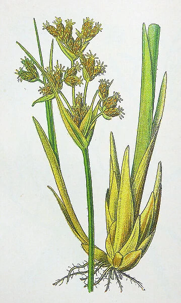 Antique botany illustration: Bulrush, Scirpus lacustris