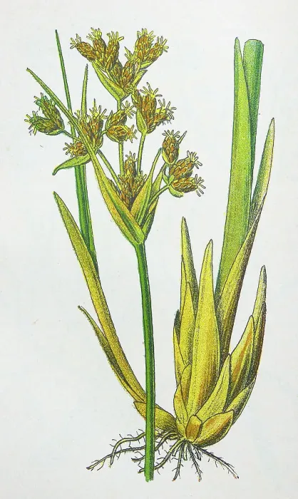 Framed Print : Antique botany illustration: Bulrush, Scirpus lacustris Framed Print : Antique botany illustration: Bulrush, Scirpus lacustris