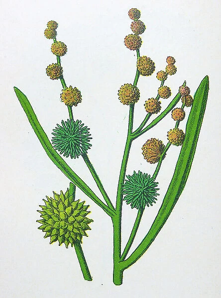 Antique botany illustration: Bur Reed, Sparganium ramosum