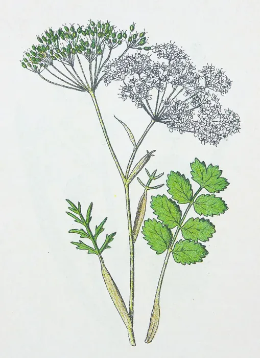 Framed Print : Antique botany illustration: Burnet Saxifrage, Pimpinella saxifraga Framed Print : Antique botany illustration: Burnet Saxifrage, Pimpinella saxifraga