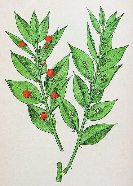 Antique botany illustration: Butcher's Broom, Ruscus Aculeatus