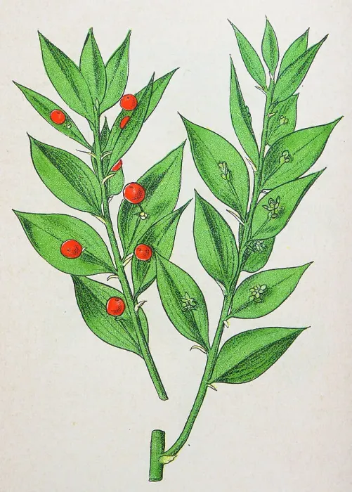 Framed Print : Antique botany illustration: Butcher's Broom, Ruscus Aculeatus Framed Print : Antique botany illustration: Butcher's Broom, Ruscus Aculeatus