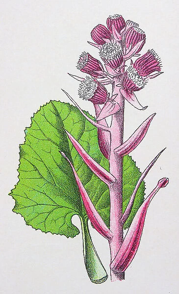Antique botany illustration: Butter-Bur, Petasites vulgaris